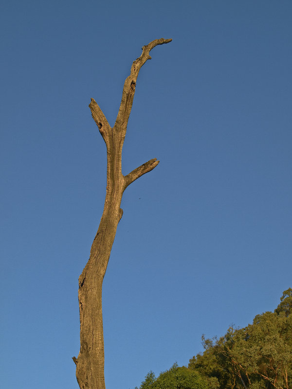 Warrumbungle